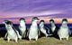Stunning Waterfront Only 10 Minutes To Phillip Island - Pet Friendly - thumb 9