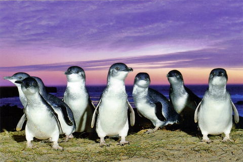 Stunning Waterfront Only 10 Minutes To Phillip Island - Pet Friendly - Dentist Find 9