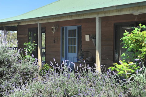 Lavender Farm - Dentist Find 8