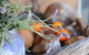 Lavender Farm - thumb 9