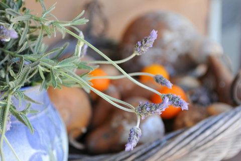 Lavender Farm - Dentist Find 9