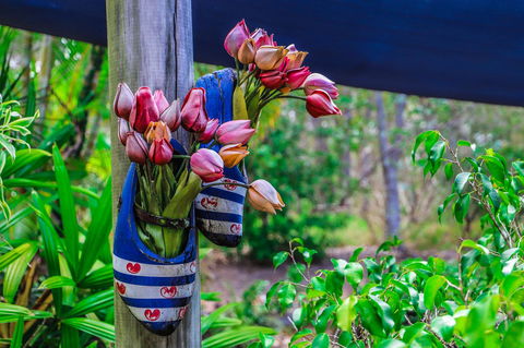 Cool Bananas Backpackers - Dentist Find 26