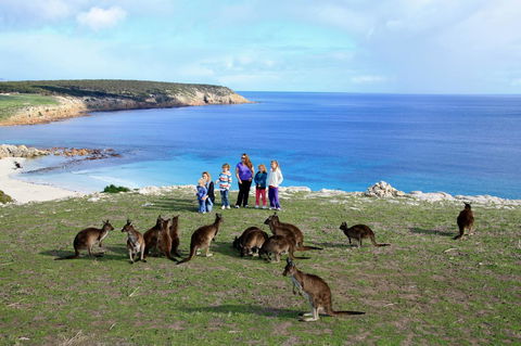 Waves & Wildlife Cottages Kangaroo Island - Dentist Find 1