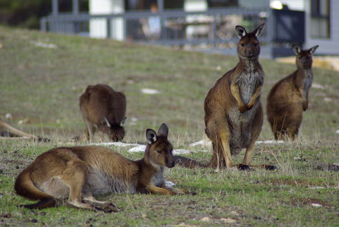 Waves & Wildlife Cottages Kangaroo Island - Dentist Find 2