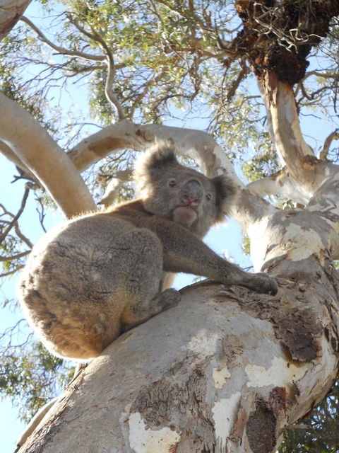 Waves & Wildlife Cottages Kangaroo Island - Dentist Find 23