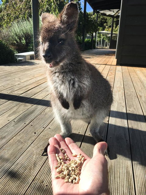 Parnella Adventure Bay, Bruny Island - Dentist Find 17
