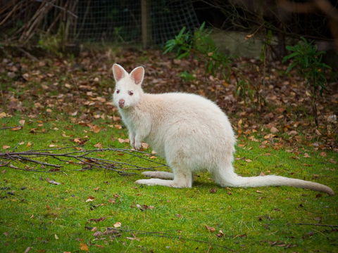Parnella Adventure Bay, Bruny Island - Dentist Find 20