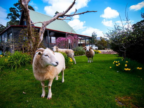 Parnella Adventure Bay, Bruny Island - Dentist Find 19