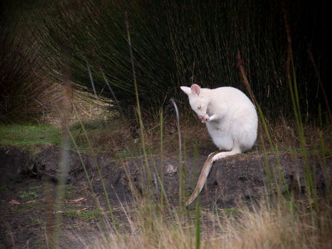 Parnella Adventure Bay, Bruny Island - Dentist Find 18