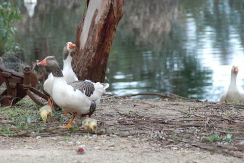Bellbrae Harvest - Dentist Find 1