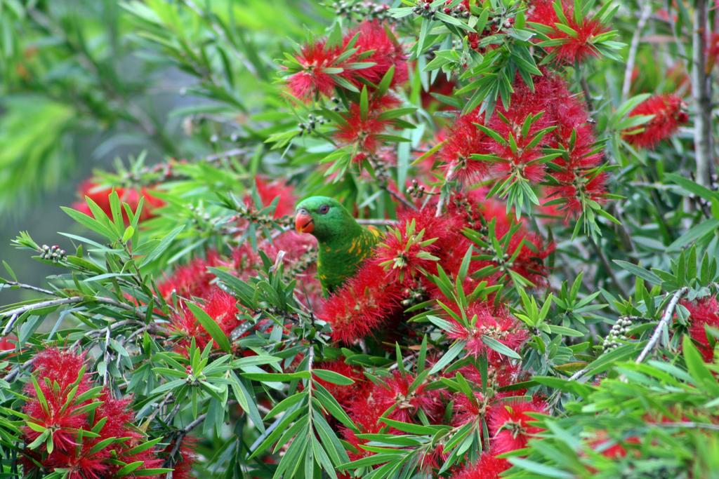 Bottlebrush B B