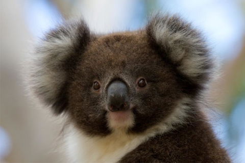 Bimbi Park - Camping Under Koalas - Dentist Search 0
