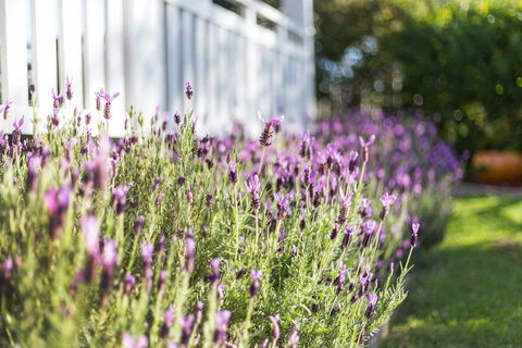 BIRCHES B&B - Dentists Australia 3