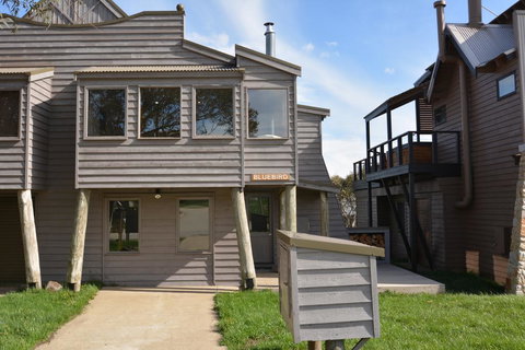 Blue-Bird - Dentist Find 1