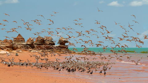 Broome Bird Observatory - Dentists Australia 1
