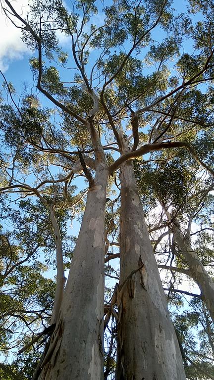 Broxholme B&B - Dentists Australia 3