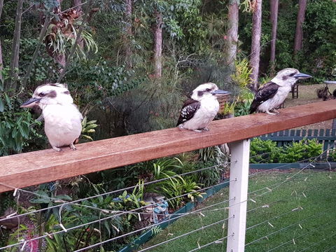 Buderim Forest Hideaway - Dentist Find 1