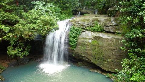 Buderim Forest Hideaway - Dentist Find 0