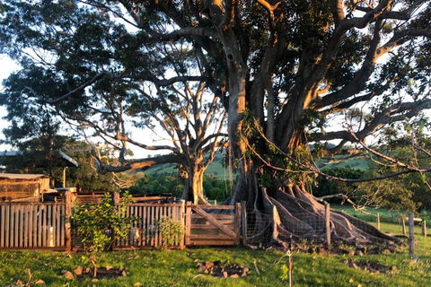 BYRON BAY'S HISTORIC BARNSTAY! - Dentist Find 2