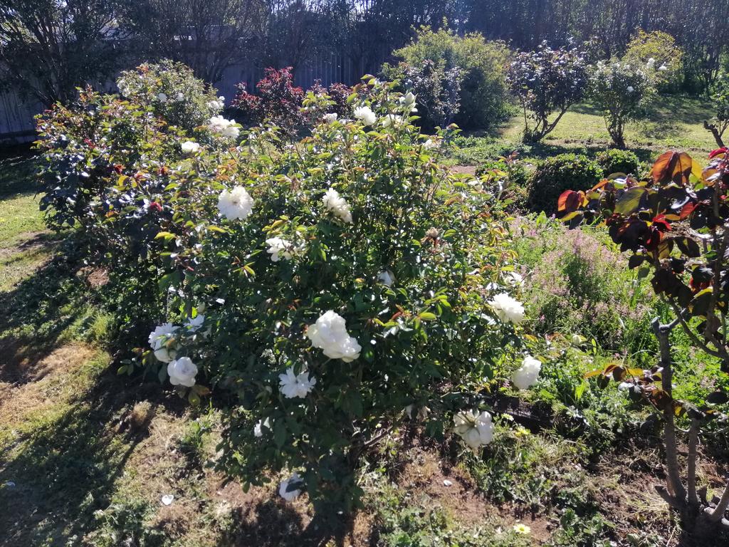 Carisbrook Country Retreat Motel