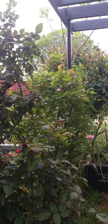 CBD Home Rinaldi's - Dentist Find 1