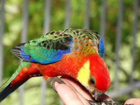 Cinnamon Coloureds Farm Cottages - Dentist Find 3