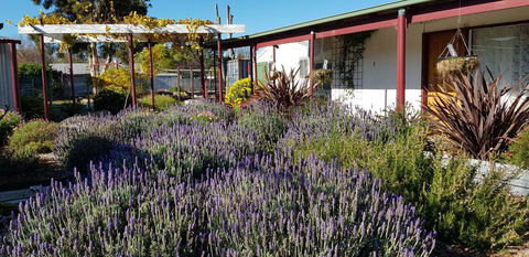 Clunes Motel - Dentist Find 1