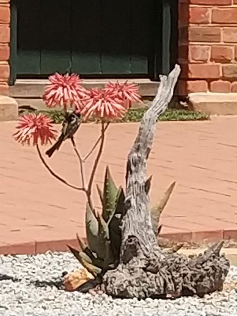 Courtyard Faversham House - Dentist Find 1