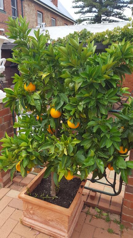 Courtyard Faversham House - Dentist Find 2