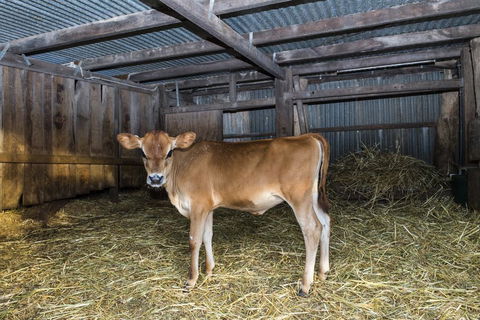 Dairyman's Cottage - Dentist Search 0