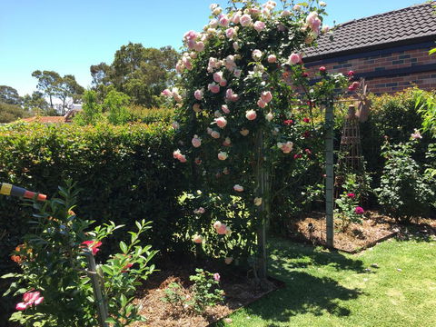 Garden Apartment - Dentist Find 3