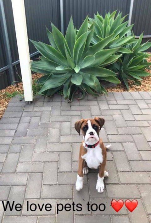 Gawler Townhouse 1 Bedroom - Dentist Search 3