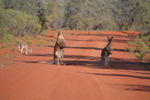 Gundabooka National Park Cottages - Dentist Find 0
