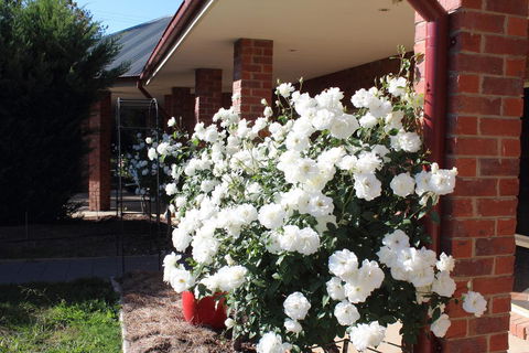 Gundaroo Manor Bed & Breakfast - Dentist Search 3