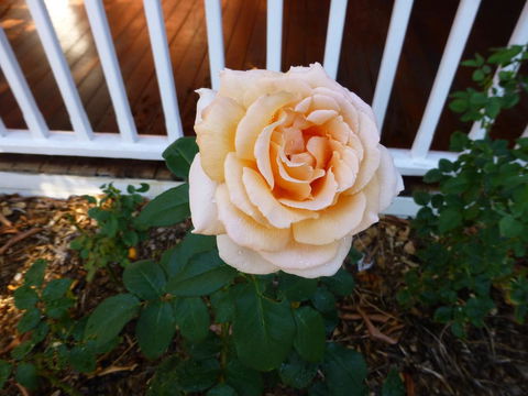 Lakeside Bed & Breakfast - Dentist Find 2