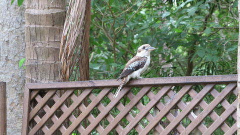 Lana's Cottage - Arcadia - Dentists Australia 2