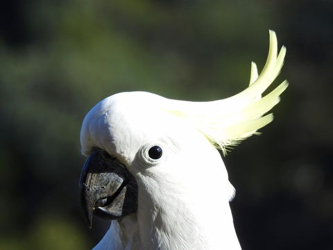 Launceston Wildlife Retreat - Dentist Search 1