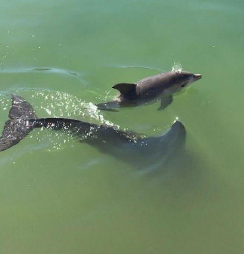 Mandurah Dolphin Escape - Dentist Find 3