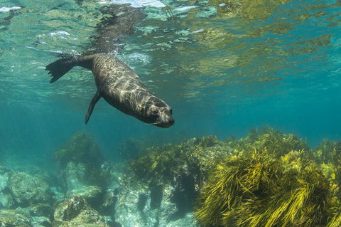 Montague Island Lighthouse - Dentist Find 2