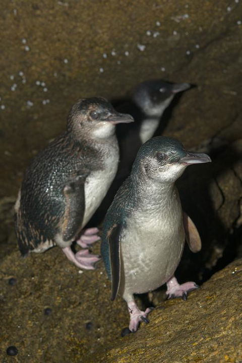 Montague Island Lighthouse - Dentist Find 3