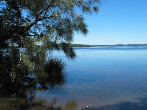 Myall River Magic - Dentist Find 1