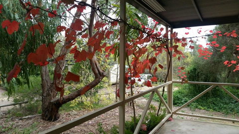 Padthaway Caravan Park - Dentist Find 1