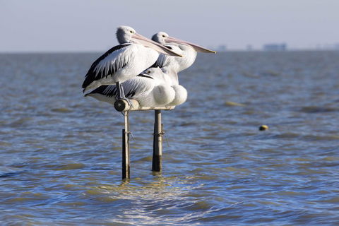 Pelican Perch Retreat - Dentist Search 0