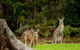 Secura Lifestyle Countryside Kalaru - thumb 0