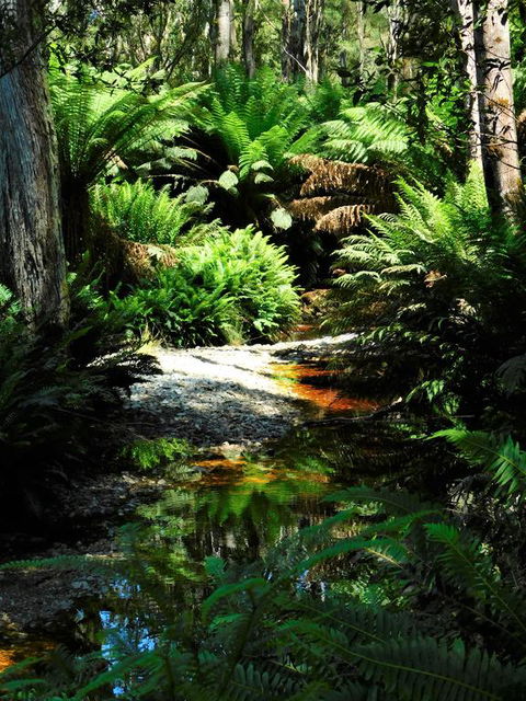 Shakespeare's Wilderness Chalet - Dentists Australia 3