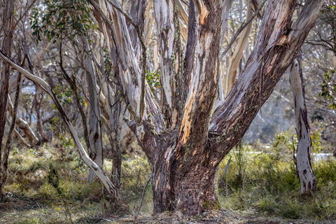 Snowgums 07 - Dentist Find 3