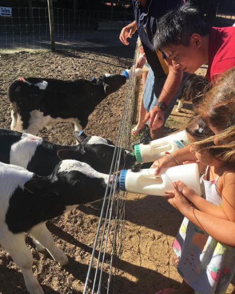 Sunflowers Animal Farm & Farmstay - Dentists Australia 3