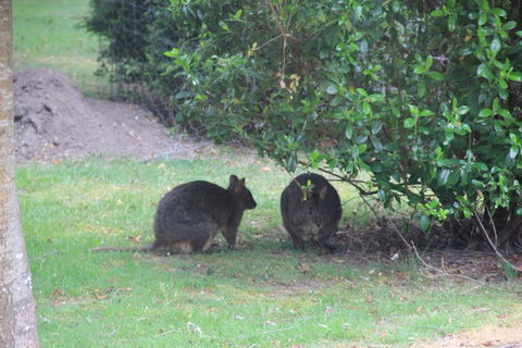 Tamar Valley Farm Stay - Dentist Find 1