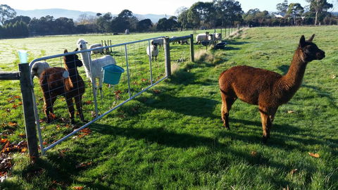 Tamar Valley Farm Stay - Dentist Find 2
