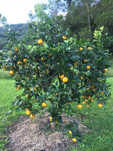 Terania Creek Farmstay - Dentists Australia 2